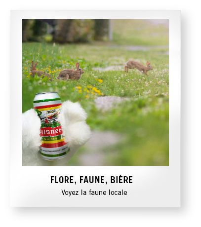 Voyez la faune locale