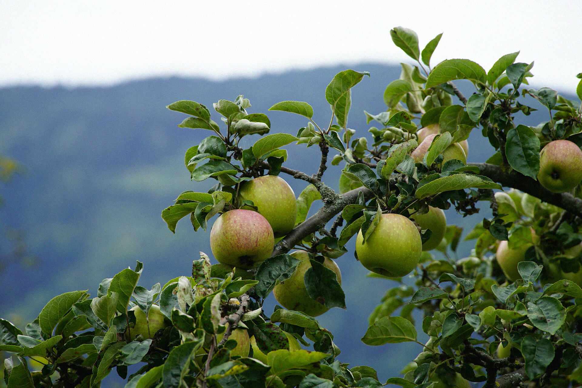 Apples